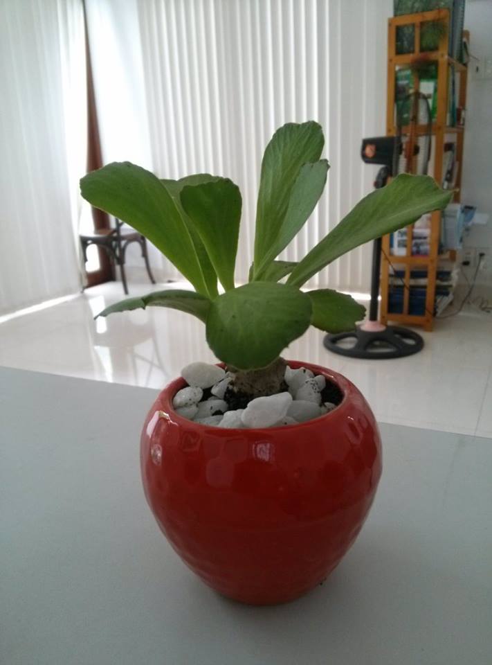 Xương rồng lá trái tim