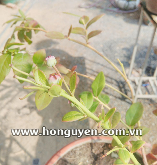 Cây cherry Cây cherry