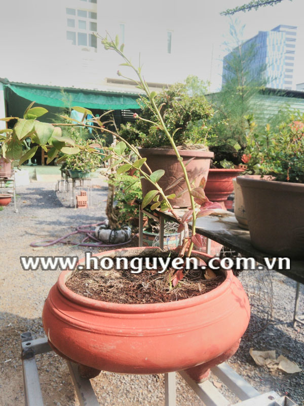 Cây cherry giống Cây cherry giống