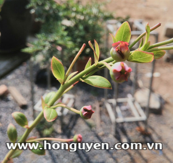 Cây cherry Cây cherry