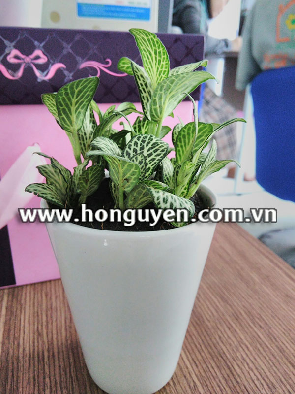 cây lá gấm xanh