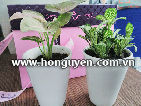cây cảnh mini để bàn