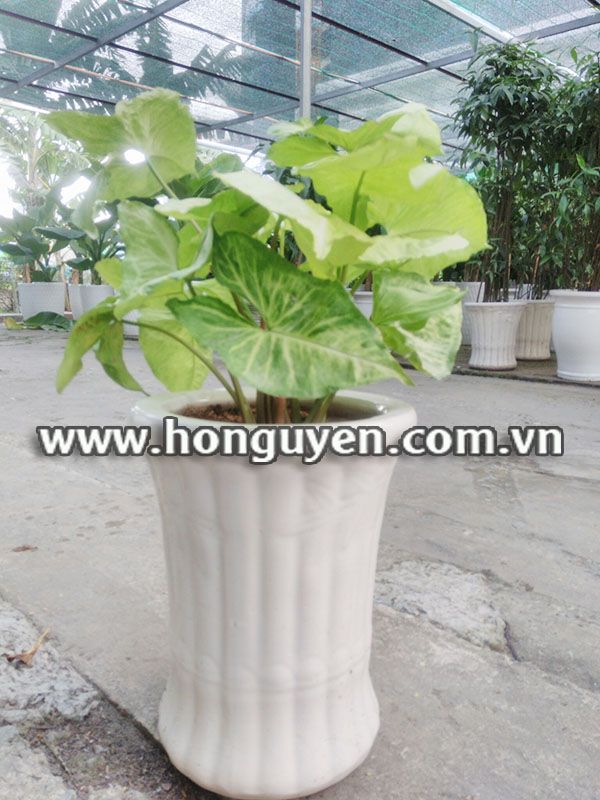 cây chóc bạc cây chóc bạc