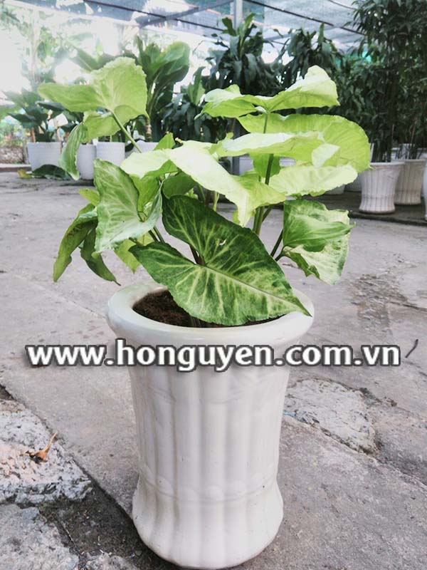 cây trầu bà trắng cây trầu bà trắng
