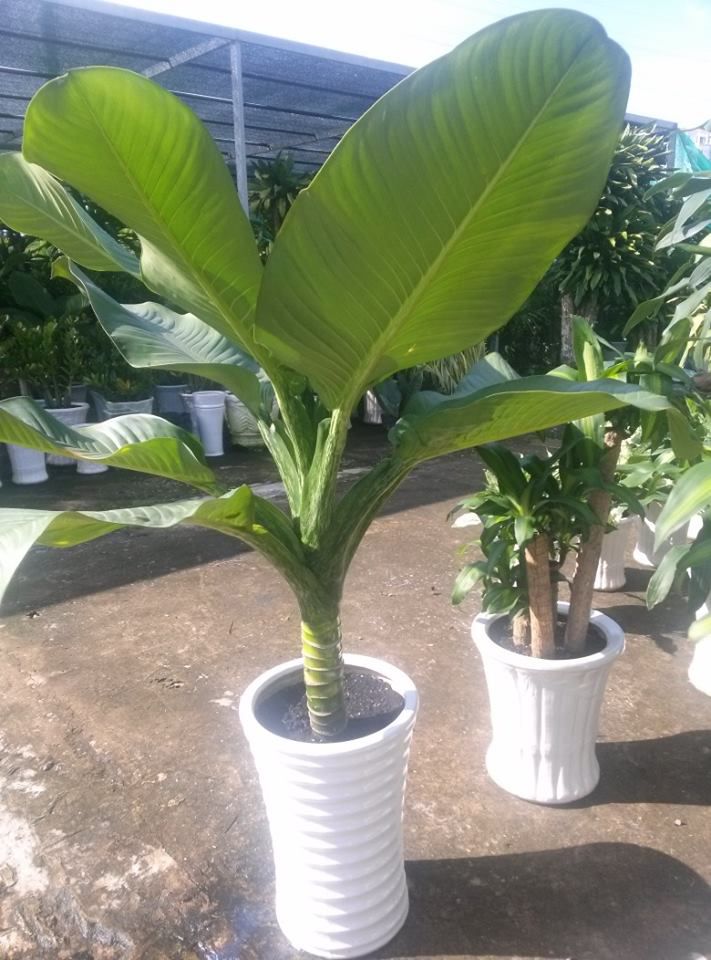 cây đại phú gia cây đại phú gia