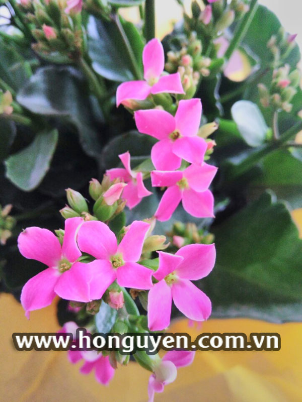 hoa sống đời hồng đơn