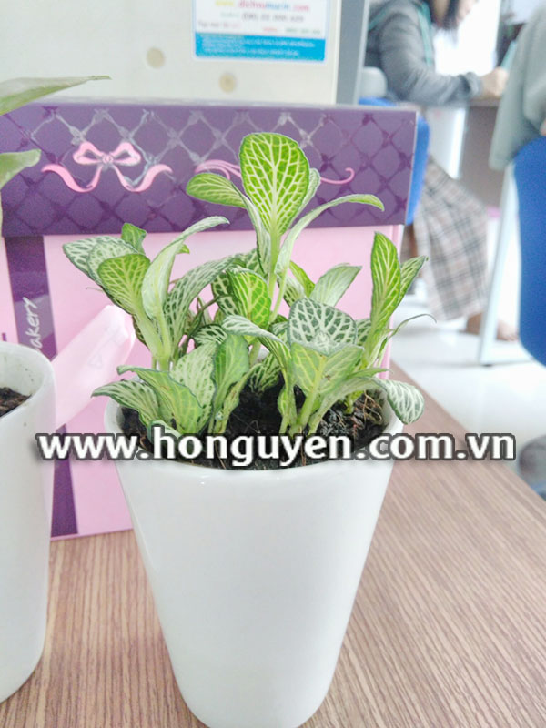 lá may mắn