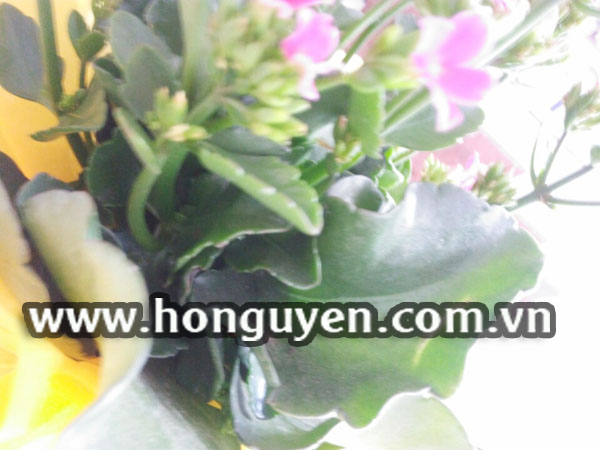 lá cây sống đời