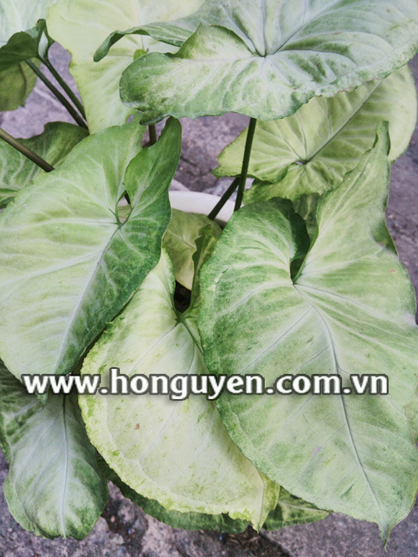 lá cây trầu bà trắng lá cây trầu bà trắng