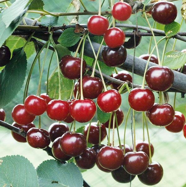 Trái cherry Trái cherry