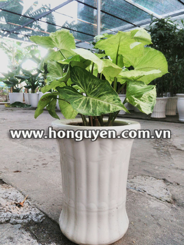 cây chóc bạc cây chóc bạc